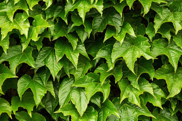 Background from green growing creepers leaves