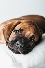 Obraz premium Rhodesian Ridgeback