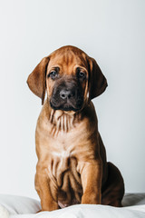 Obraz premium Rhodesian Ridgeback