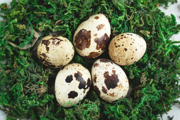 Quail eggs, nest on the background of moss