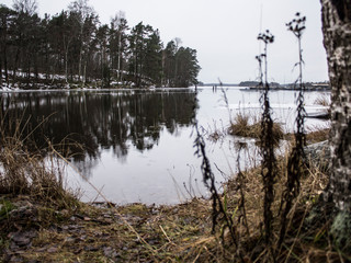 lake in the forest