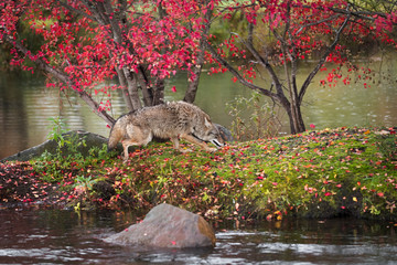 Coyote (Canis latrans) Runs Right on Island in Rain Autumn