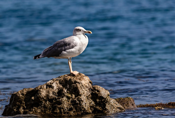 lonely seagull on the rock