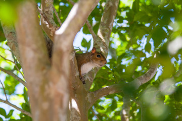 Squirrel in a Tree