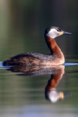 Swimming bird. Nature background. Bird: Red necked grebe. Podiceps grisegena.