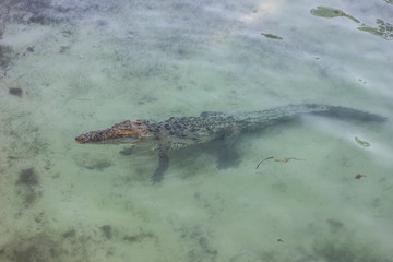 crocodile in water