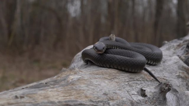 Close-up of a snake basking in the sun in the woods in the spring. Lying on the dry tree that sways in the wind.