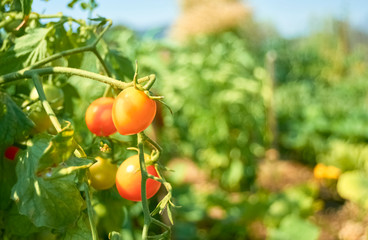 cherry tomatoes in the bush