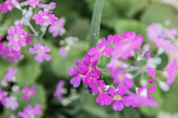 pink flowers in garden