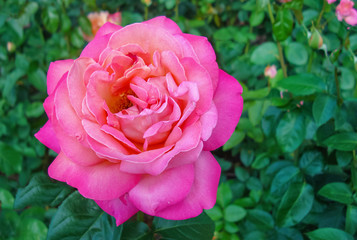 Pink blooming rose grows in the city garden.