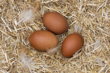 oeufs frais de poule