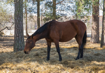 One bay horse is grazing on the edge of the forest.