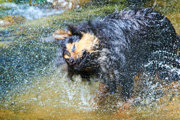 Wet dog shaking and splashing water drops all around in creek. Selective focus