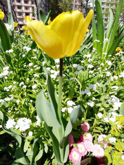 tulipe jaune 2
