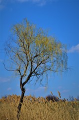 Tree in the reeds.