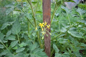 Flowering cucumber in the garden.