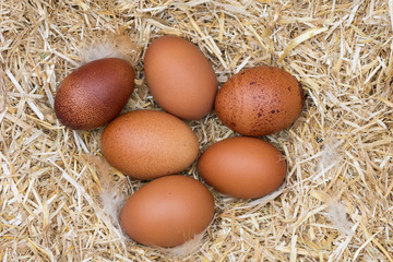 magnifiques oeufs fermiers frais 