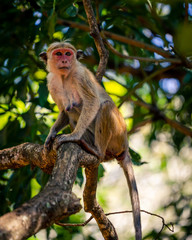 Macaque monkey sitting on a tree in Sri Lankan jungle