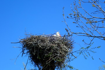 Br&uuml;tender Storch (Ciconia ciconia) in einem Nest auf der Halbinsel Eiderstedt