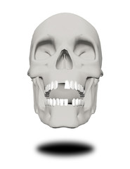 Human skull
