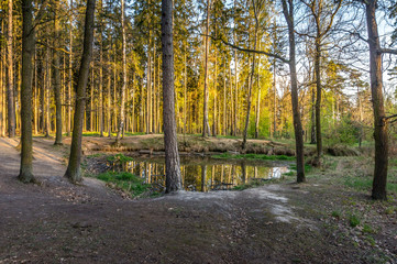Fototapeta premium Kunratice forest - beautiful green park with pond and path during sunset in Prague (secret gem, popular travel destination in Czech Republic, Europe)
