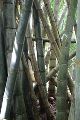 Las bambusowy - obrazy, fototapety, plakaty
