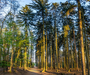 Kunratice forest - beautiful green park with trees and path during sunset in Prague (secret gem, popular travel destination in Czech Republic, Europe)