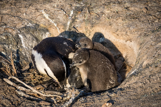 African Penguins