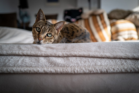 A cute Savannah cat on a couch