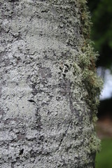 Drzewo porośnięte mchem