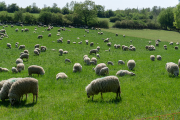 Obraz premium Sheep farm