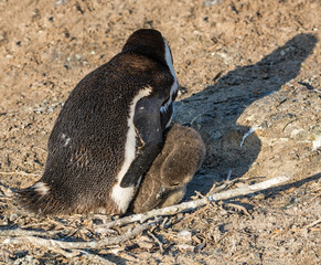 African Penguins © Cathy Withers-Clarke