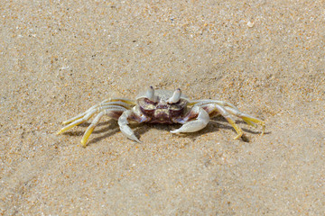 Sand crab on a beach, Vietnam