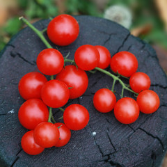 Fresh cherry tomatoes on a dark wooden stump. Top view.