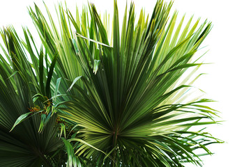 Palm leaves and white background isolated. 