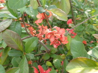 beautiful spring tree in a blossom
