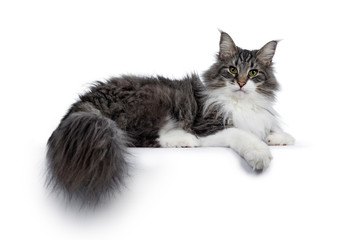 Handsome black tabby with white Norwegian Forestcat, laying down side ways. Looking at camera with...