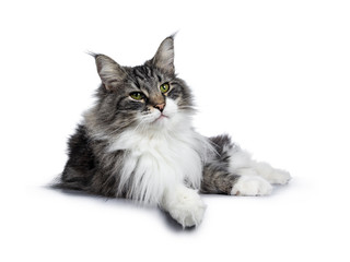 Handsome black tabby with white Norwegian Forestcat, laying down side ways. Looking beside camera with green eyes. Isolated on white background. Paw down over edge.