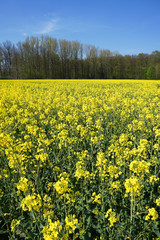 Rape field at spring time