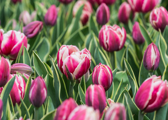 Beautiful bright colorful multicolored purple, pink white tulips on a large flower-bed in the city garden, close up