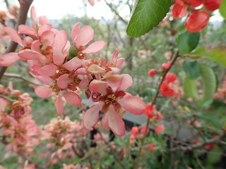 beautiful spring tree in a blossom