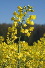 Rape field at spring time