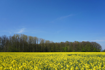 Obraz premium Rape field at spring time