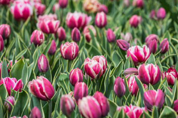 Fototapeta premium Beautiful bright colorful multicolored purple, pink white tulips on a large flower-bed in the city garden, close up
