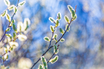 Pussy-willow branches with catkins, spring background
