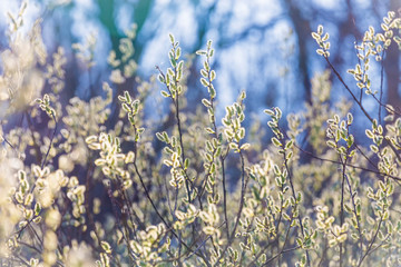Pussy-willow branches with catkins, spring background