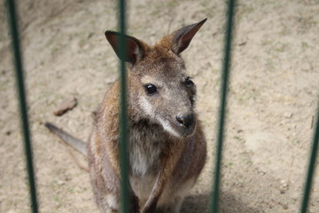 Chory kangur niewola