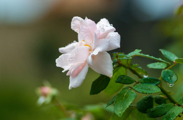 Obraz na płótnie Canvas White Rose flower with raindrops. Nature. close up