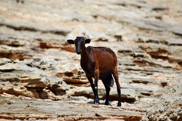 Wild tamed goat is looking and walking on the hill