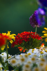 a bouquet of bright spring flowers of various types